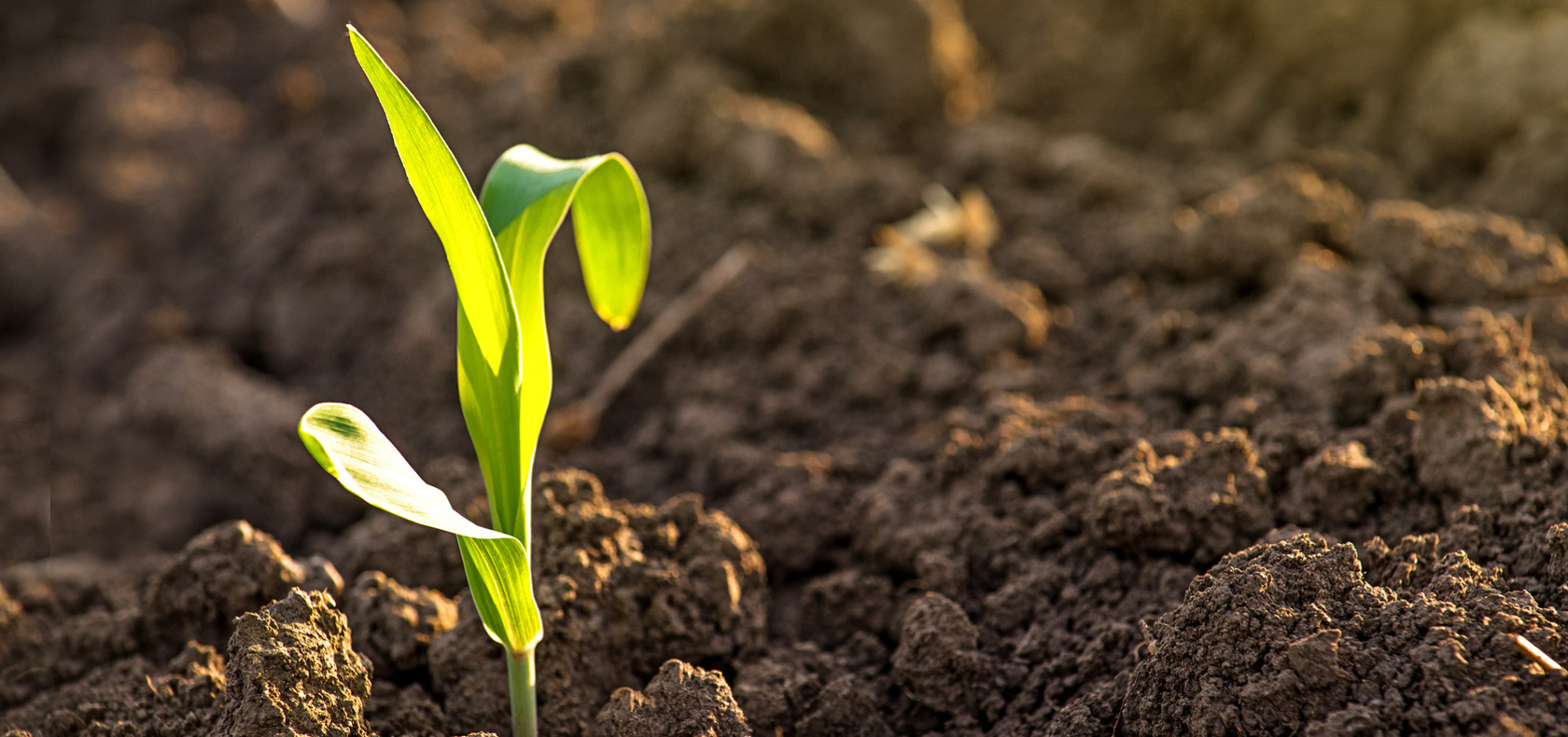 Corn Plant 